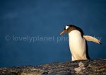 G_Antarctica_Bild_9.jpg